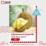 ไปรษณีย์ไทย เปิดจำหน่าย“ทุเรียนหมอนทองดินภูเขาไฟศรีสะเกษ”